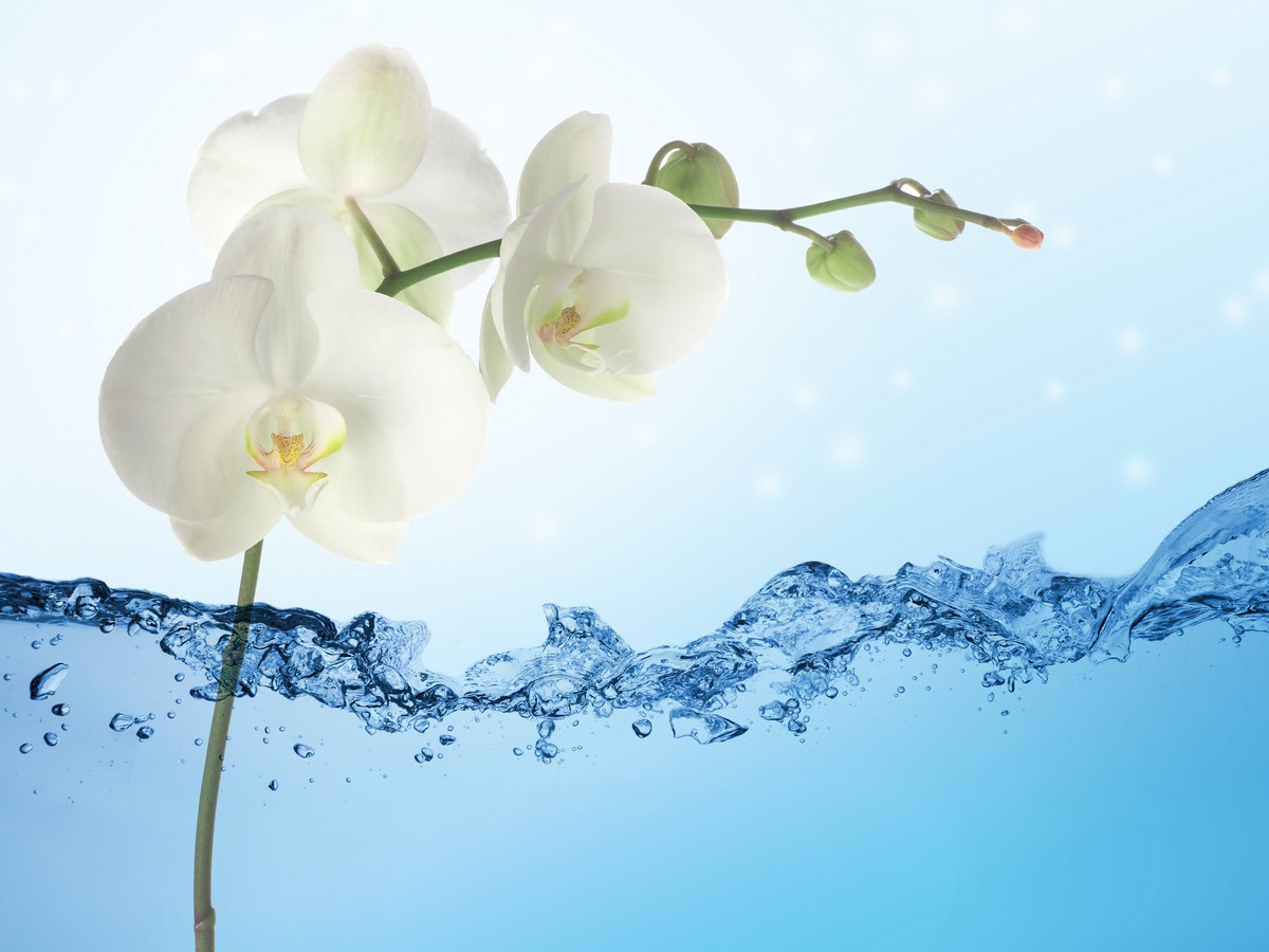 Белоснежные орхидеи в воде